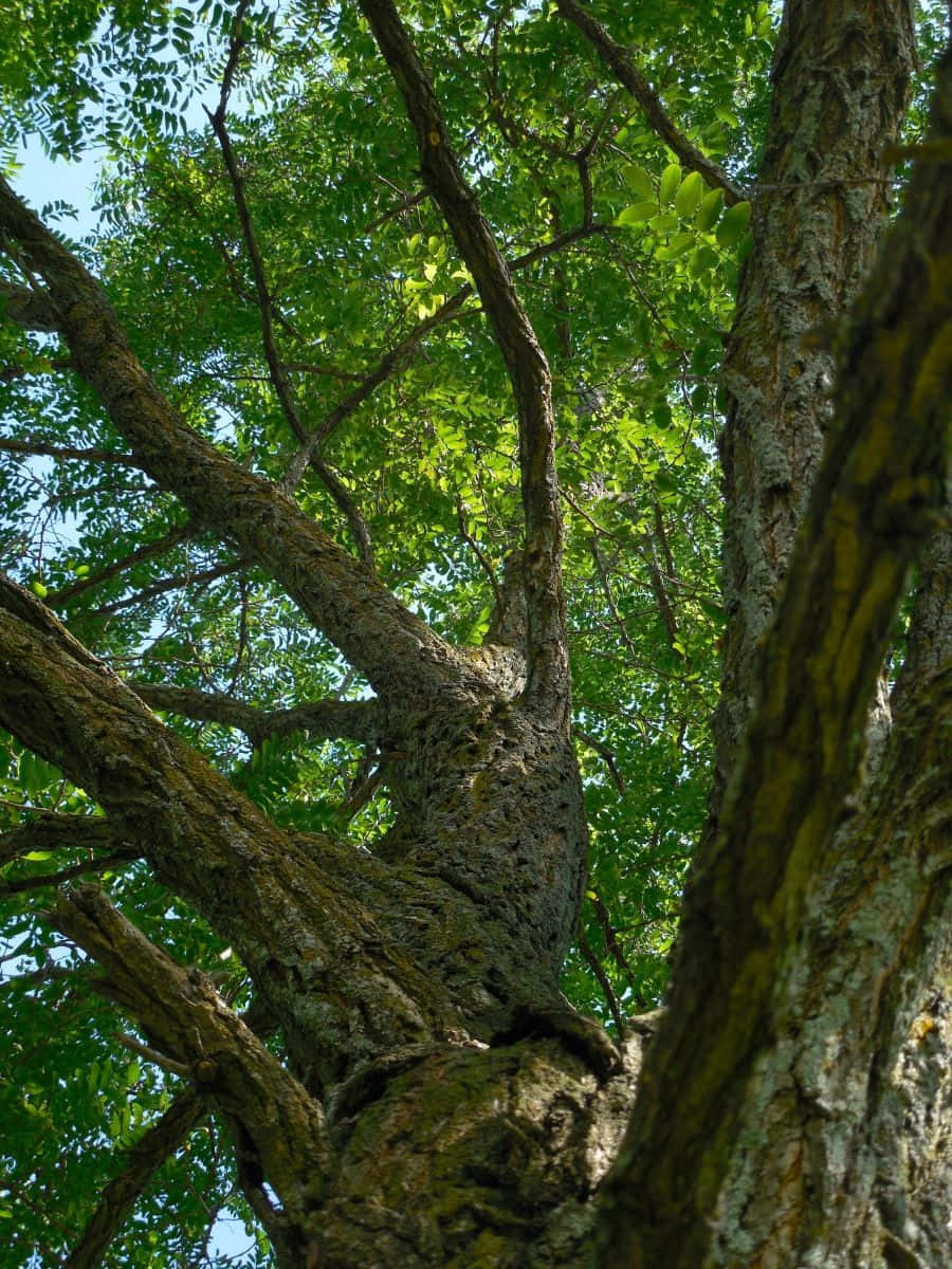 Black Locust, white-flowered, gnarled tree trunk, SD Phone Wallpaper