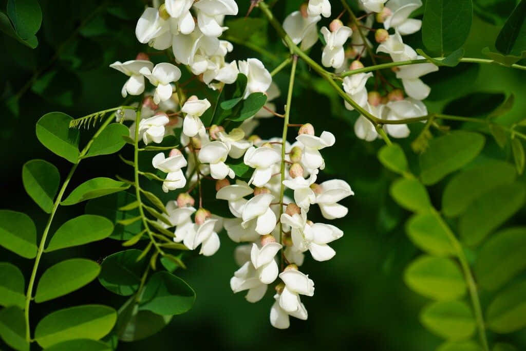 Black Locust Tree, bright yellow, delicate white flowers, SD Desktop Wallpaper