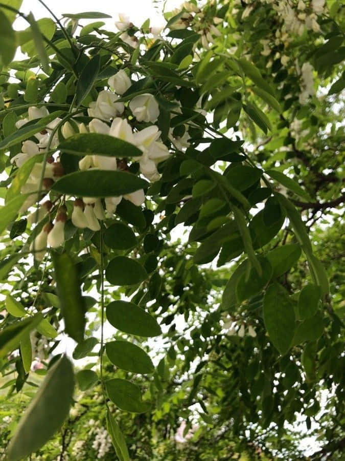 Black Locust, white blossoms, lush green leaves, SD Phone Wallpaper