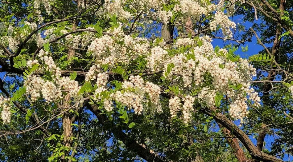 Black Locust tree, bright green fern-like foliage, clear Pacific Northwest sky, SD Desktop Wallpaper