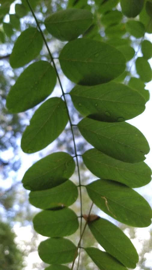 Black Locust, 506 x 900, vibrant green compound leaves, SD Phone Wallpaper