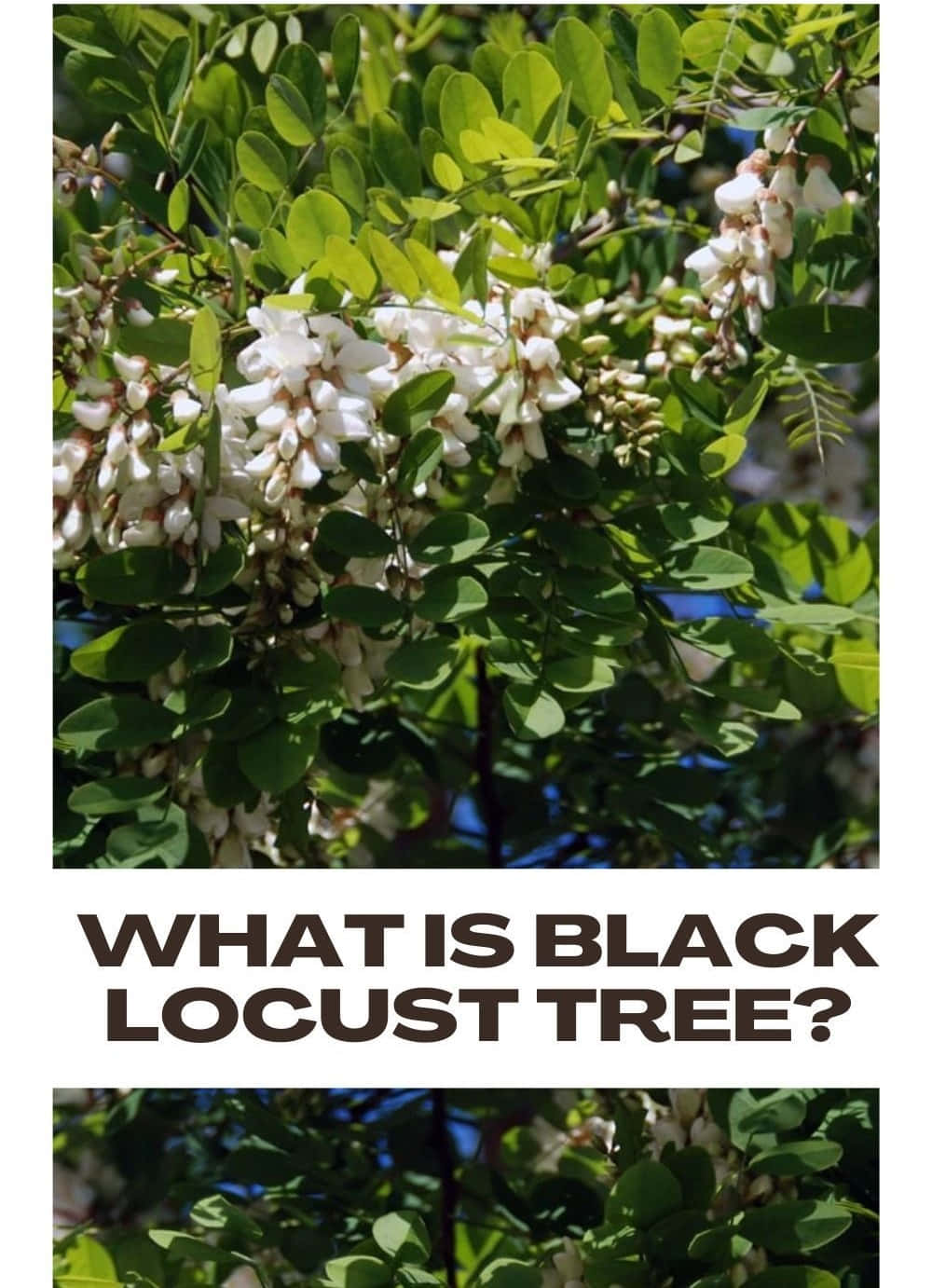 Black Locust Tree, white fragrant flowers, vibrant green leaves, HD Phone Wallpaper