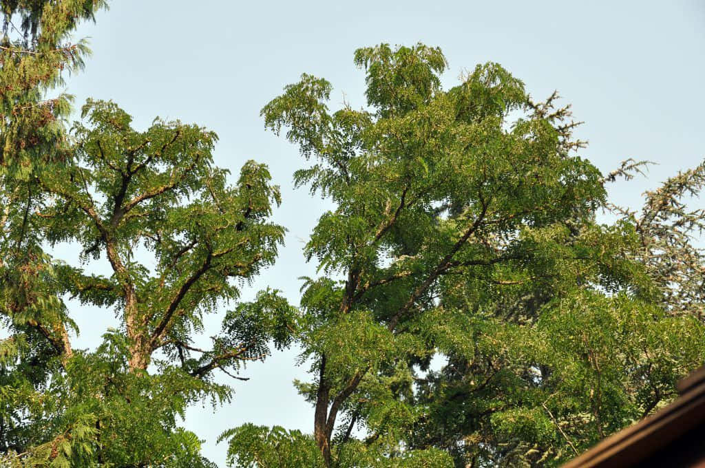 Black Locust, lush green trees, intricate branches, SD Desktop Wallpaper