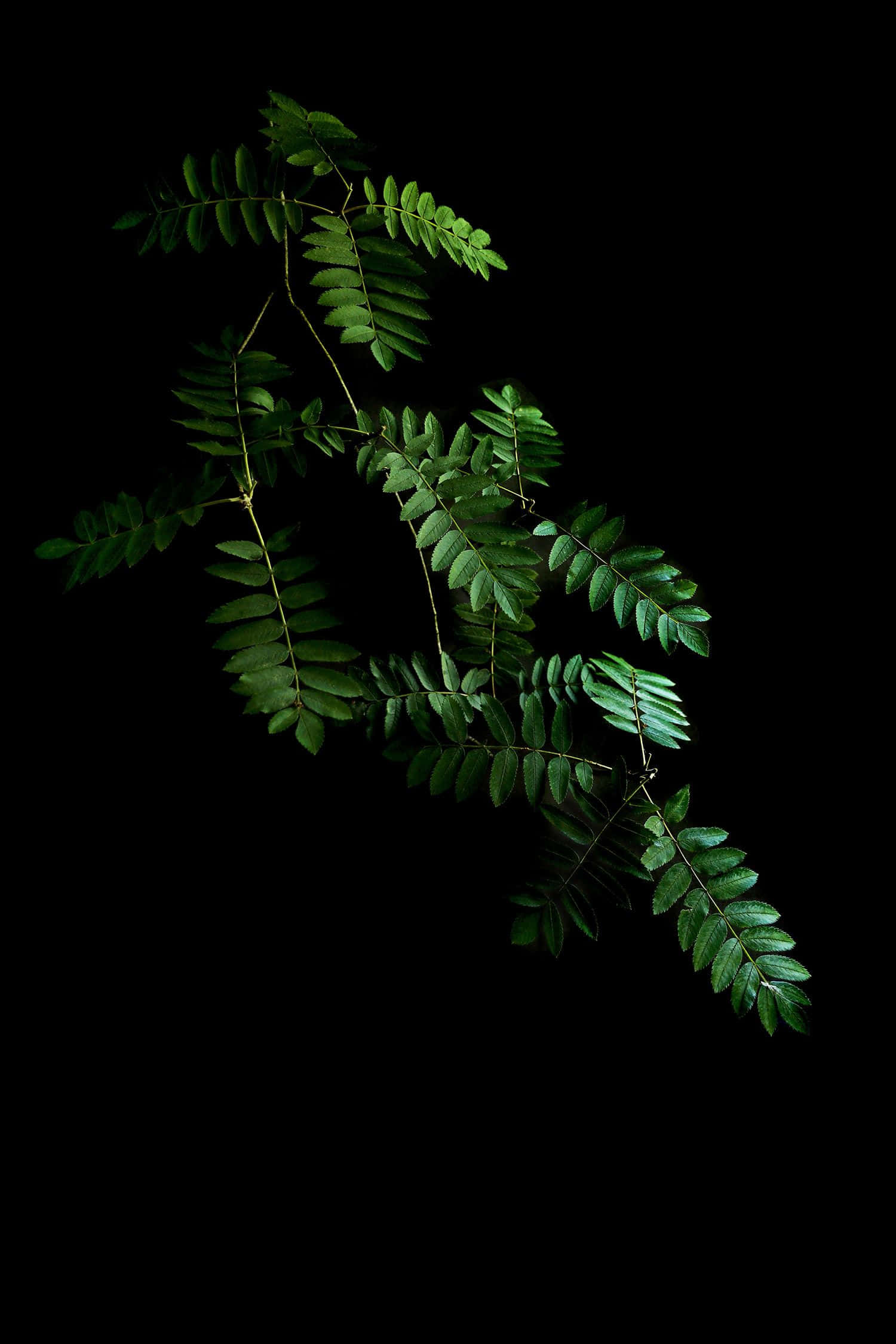 black locust, compound green leaves, golden glory, Full HD Phone Wallpaper