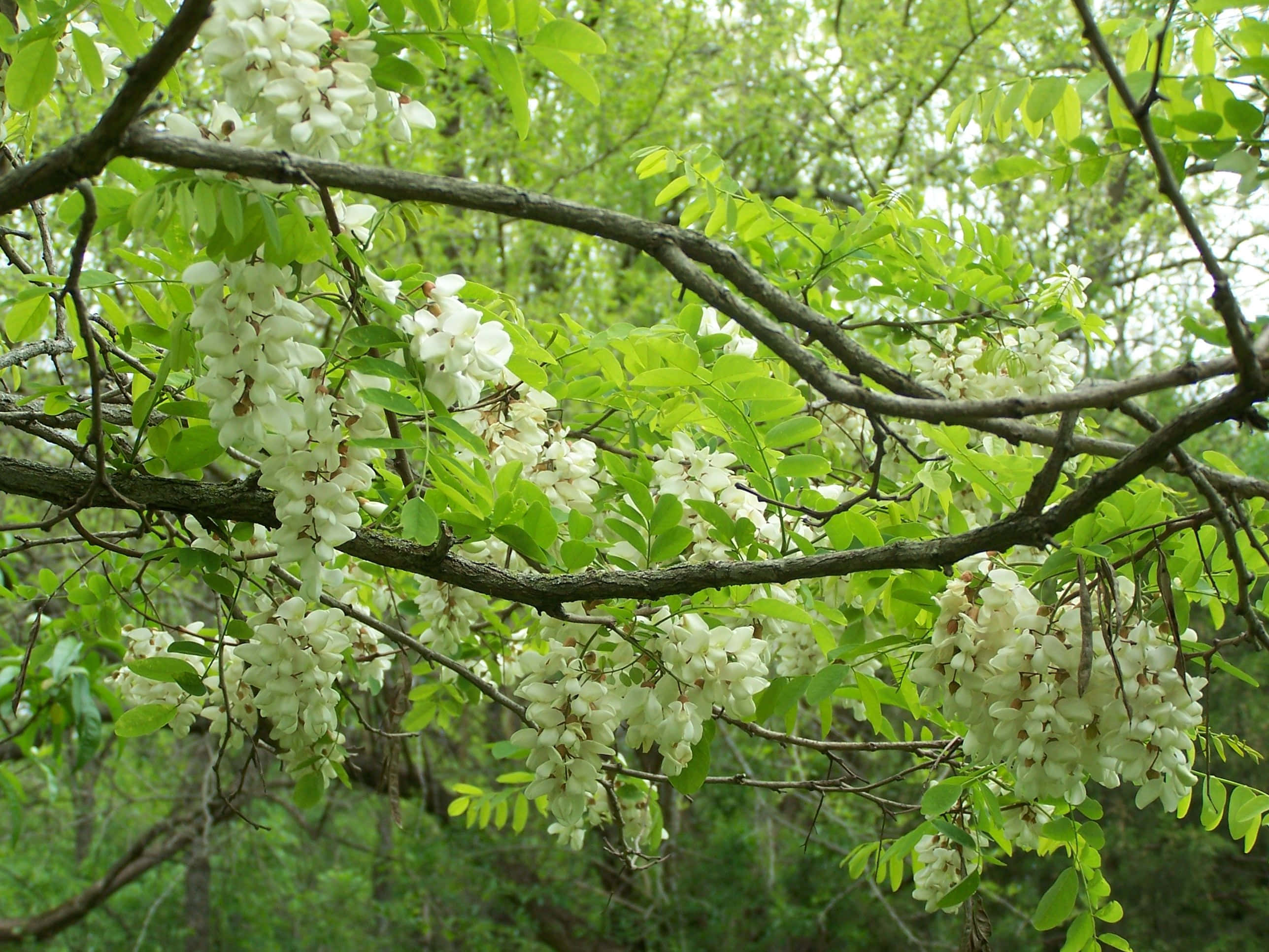 Black Locust, white blossoms, delicate clusters, 2K Desktop Wallpaper