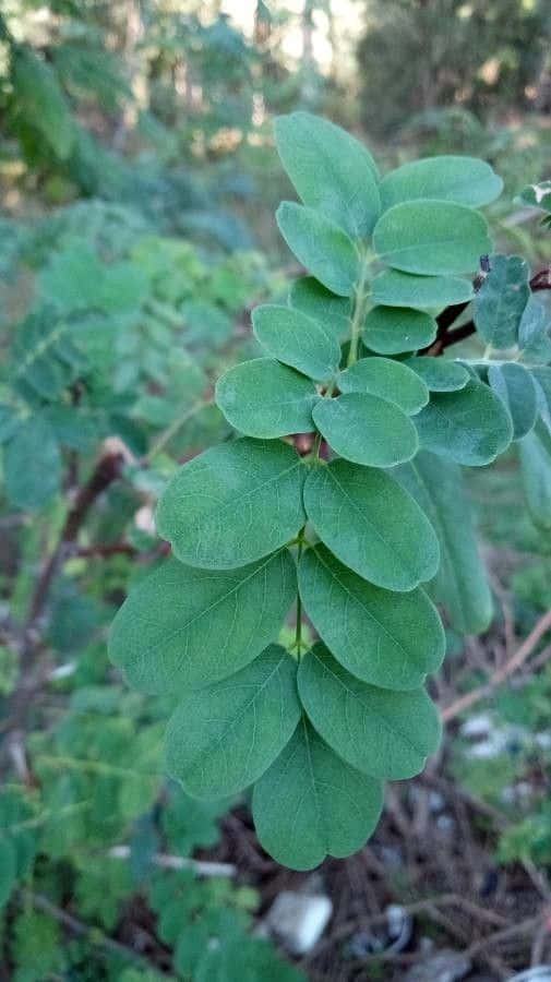 Black Locust, 505 x 900, vibrant green compound leaves, SD Phone Wallpaper