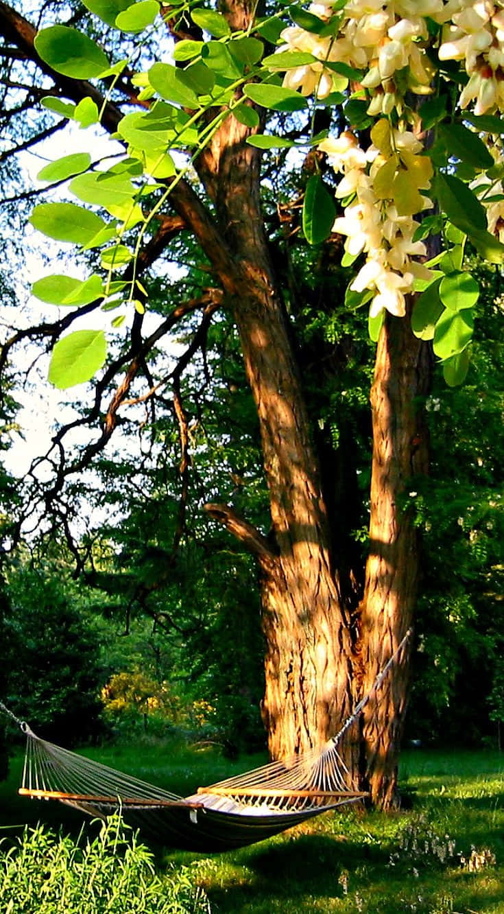 Black Locust, white flowers, dappled sunlight, HD Phone Wallpaper