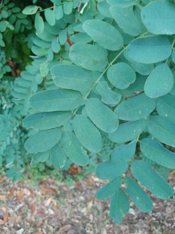 Black Locust, twilight, compound leaves, SD Phone Wallpaper