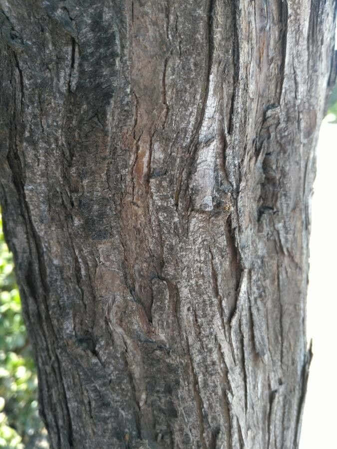 black locust, rugged tree bark, deep grooves, SD Phone Wallpaper