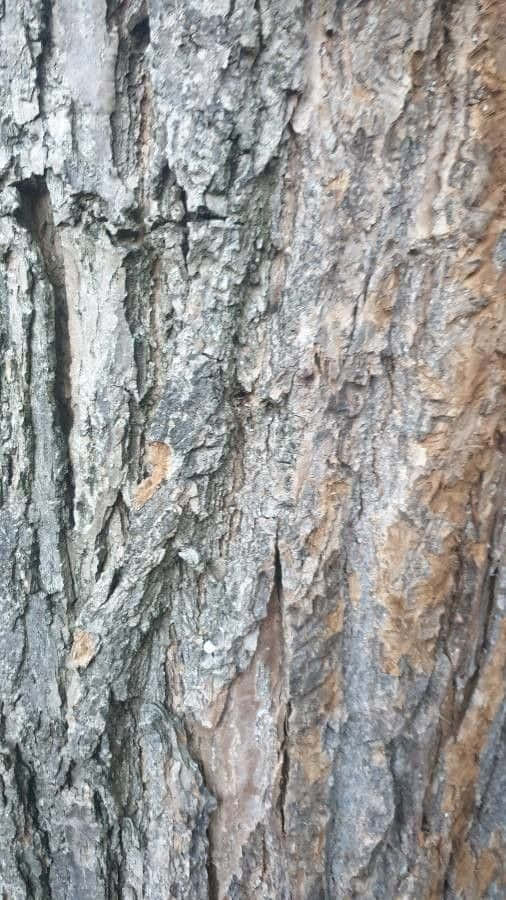 Black Locust, 506 x 900, rugged tree bark, SD Phone Wallpaper