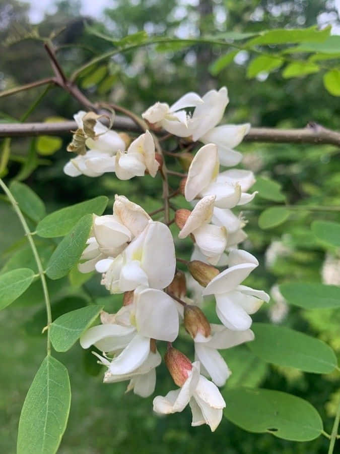 Black Locust, white flowers, vibrant green leaves, SD Phone Wallpaper