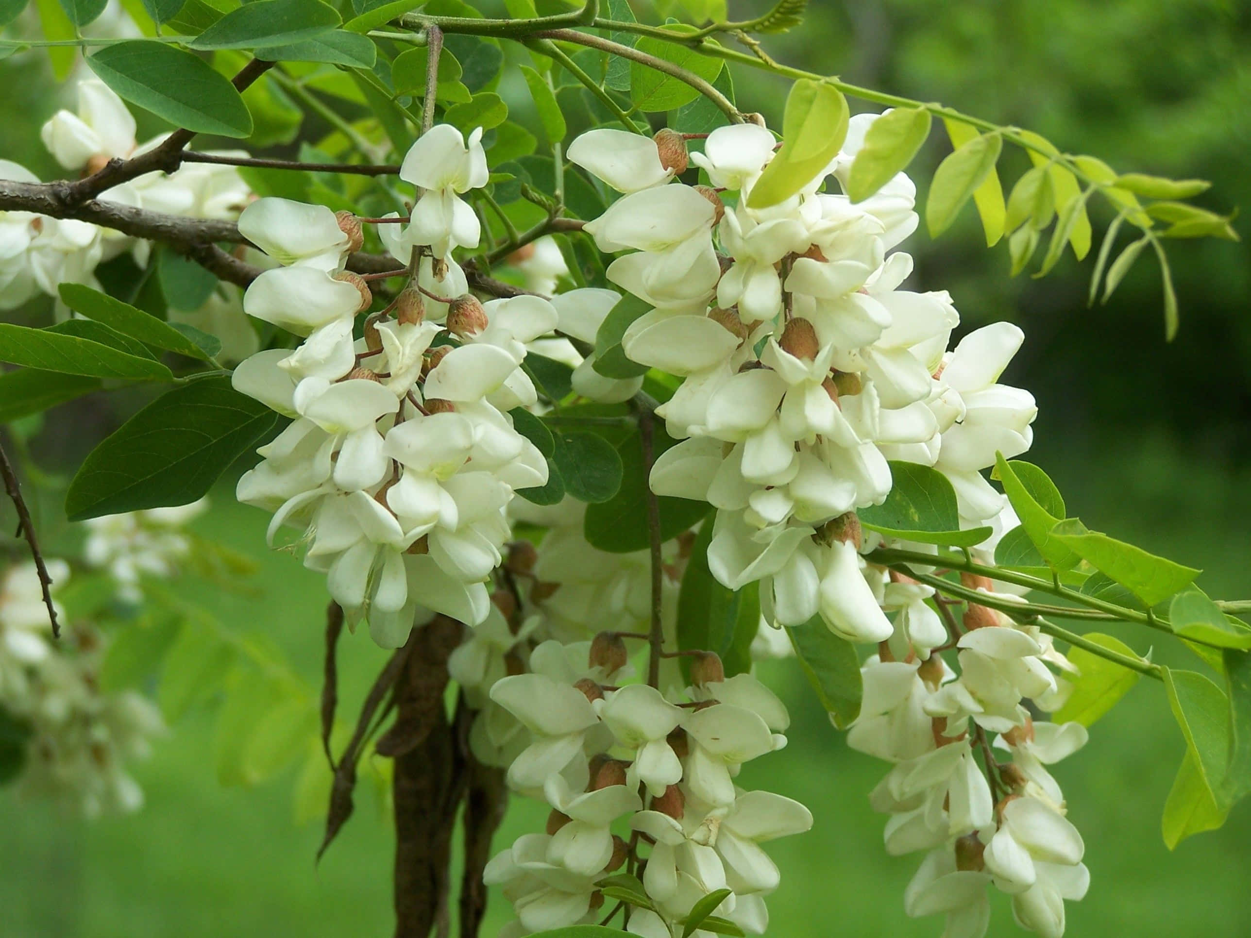 Black Locust Tree, white flowers, pink flowers, 2K Desktop Wallpaper