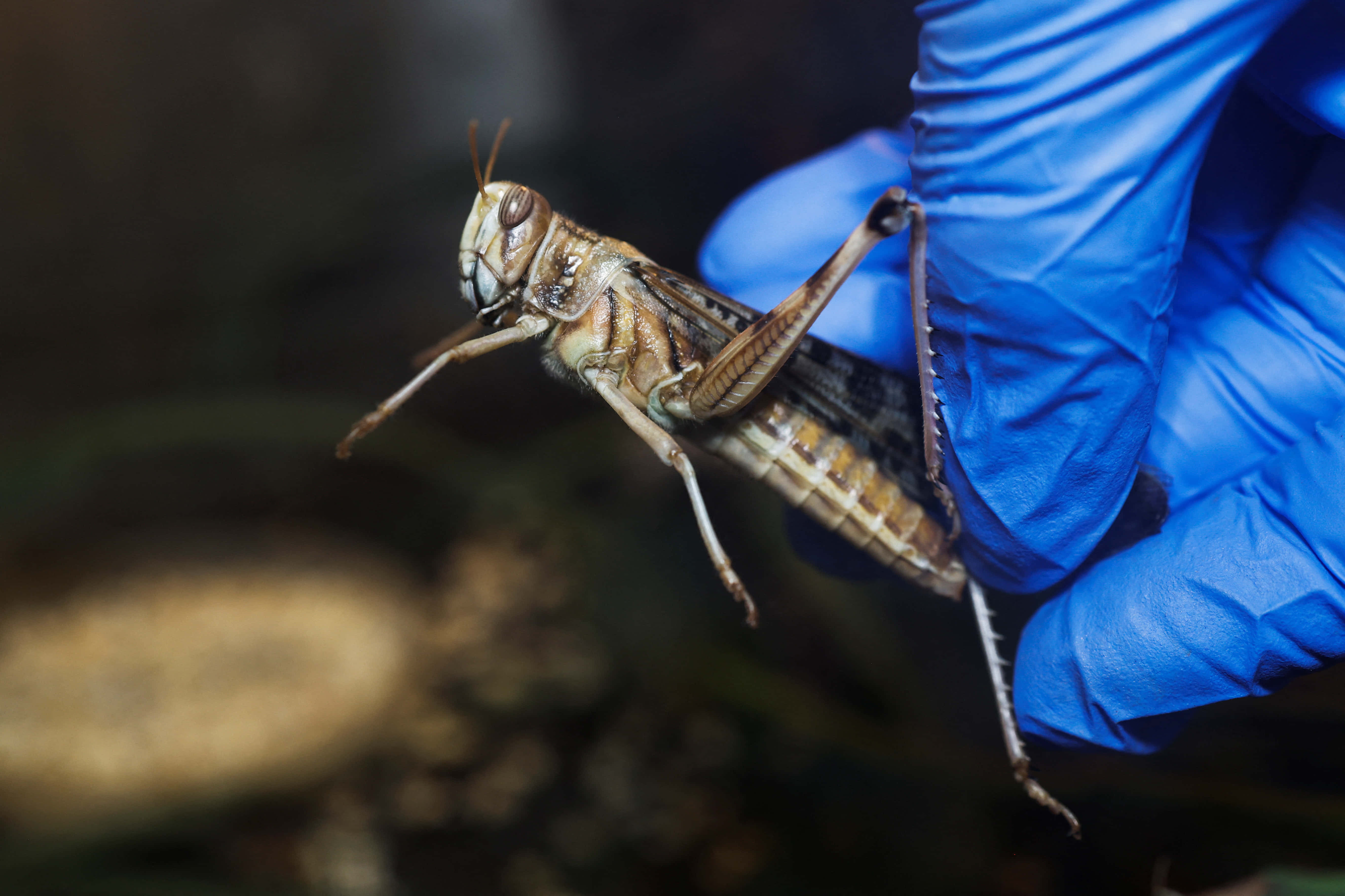 Locust, blue-gloved hand, brown grasshopper, 5K Desktop Wallpaper