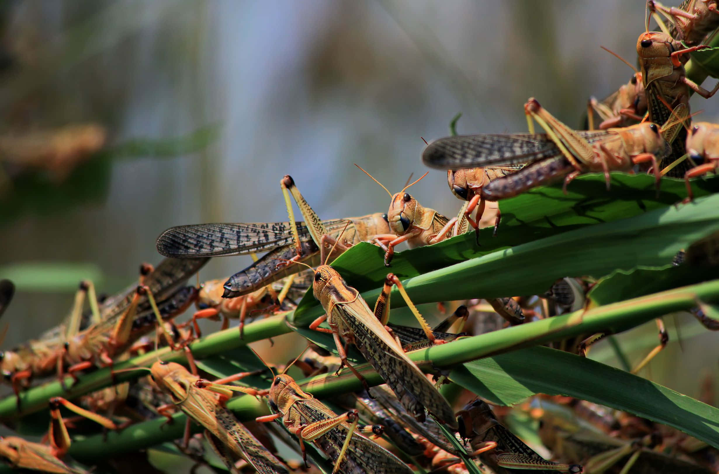 Locust, swarm of locusts, plants, Full HD Desktop Wallpaper