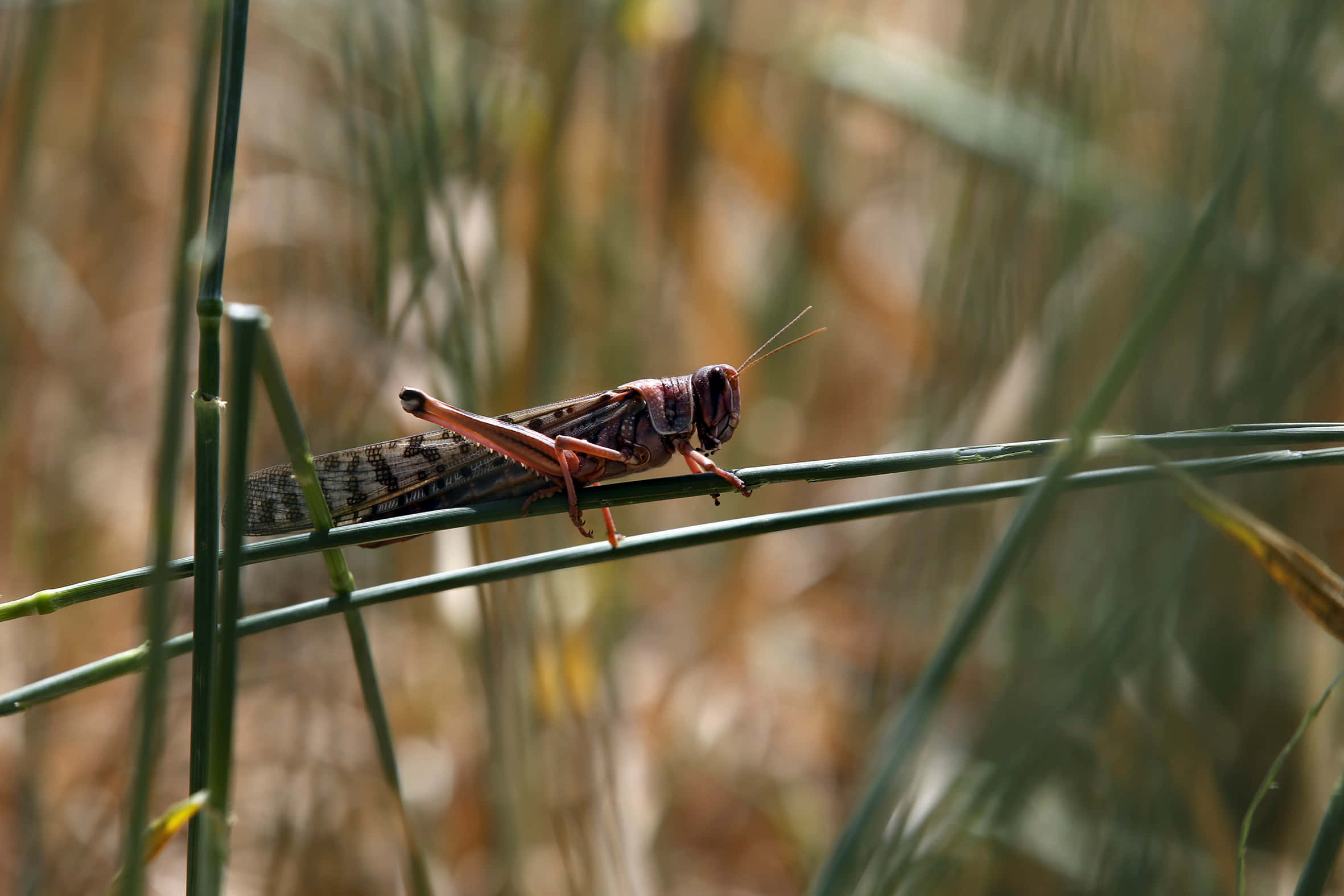 Locust, grasshopper, green reed stem, Full HD Desktop Wallpaper