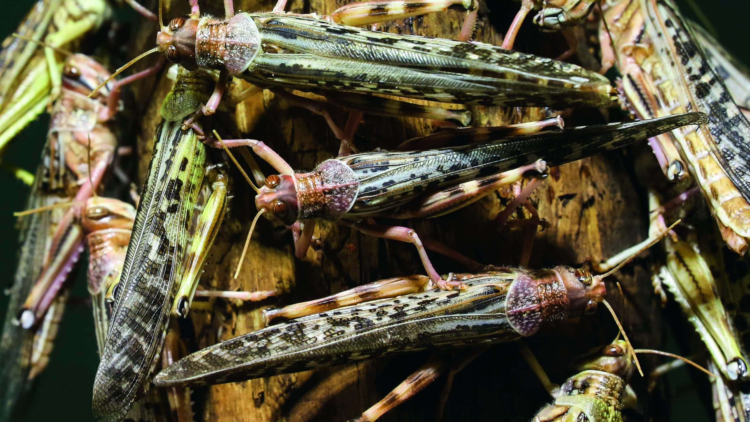 Locust, wood, spotted wings, 2K Desktop Wallpaper