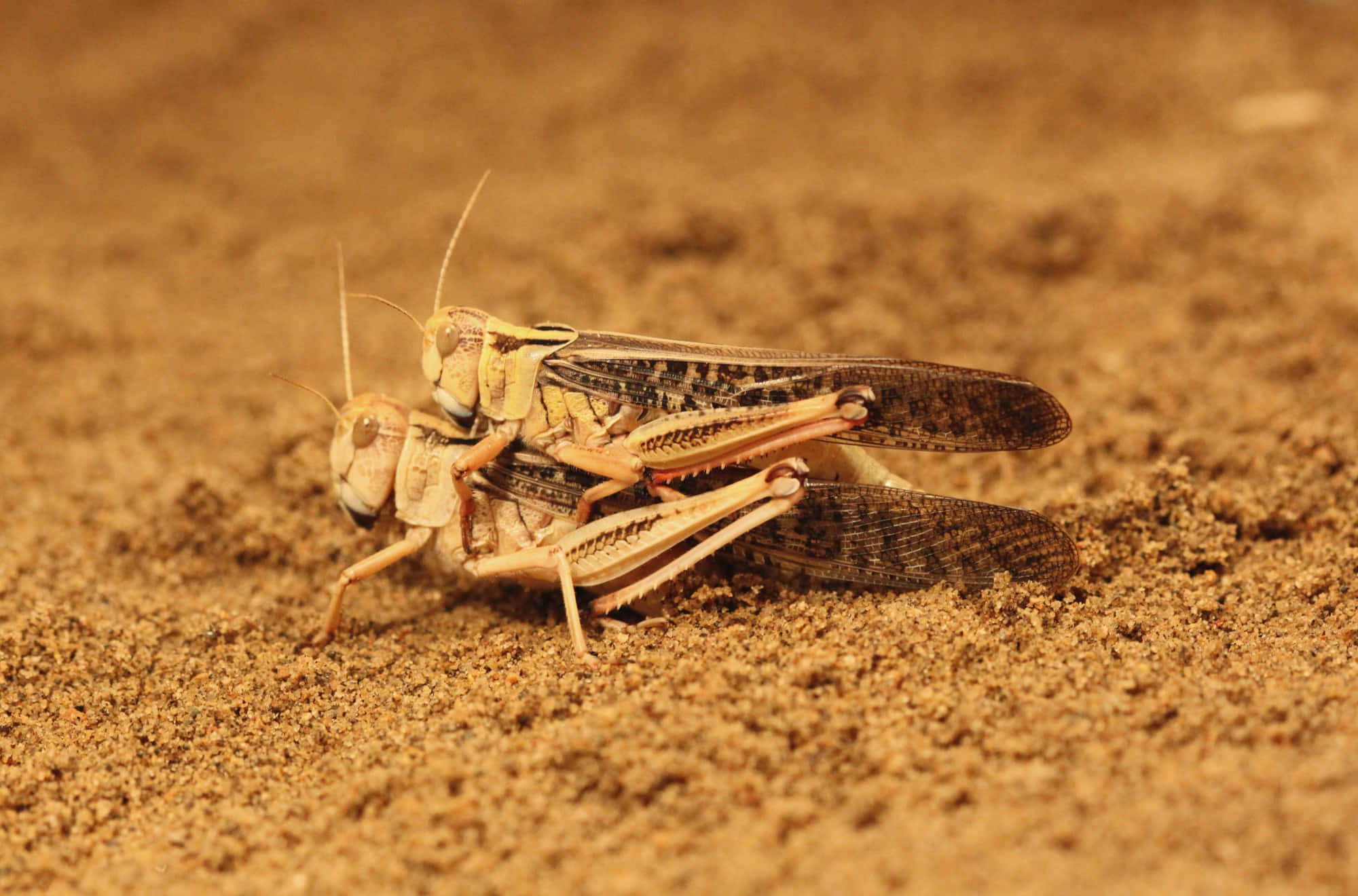 Desert Locust, sand, textured sandy ground, Full HD Desktop Wallpaper