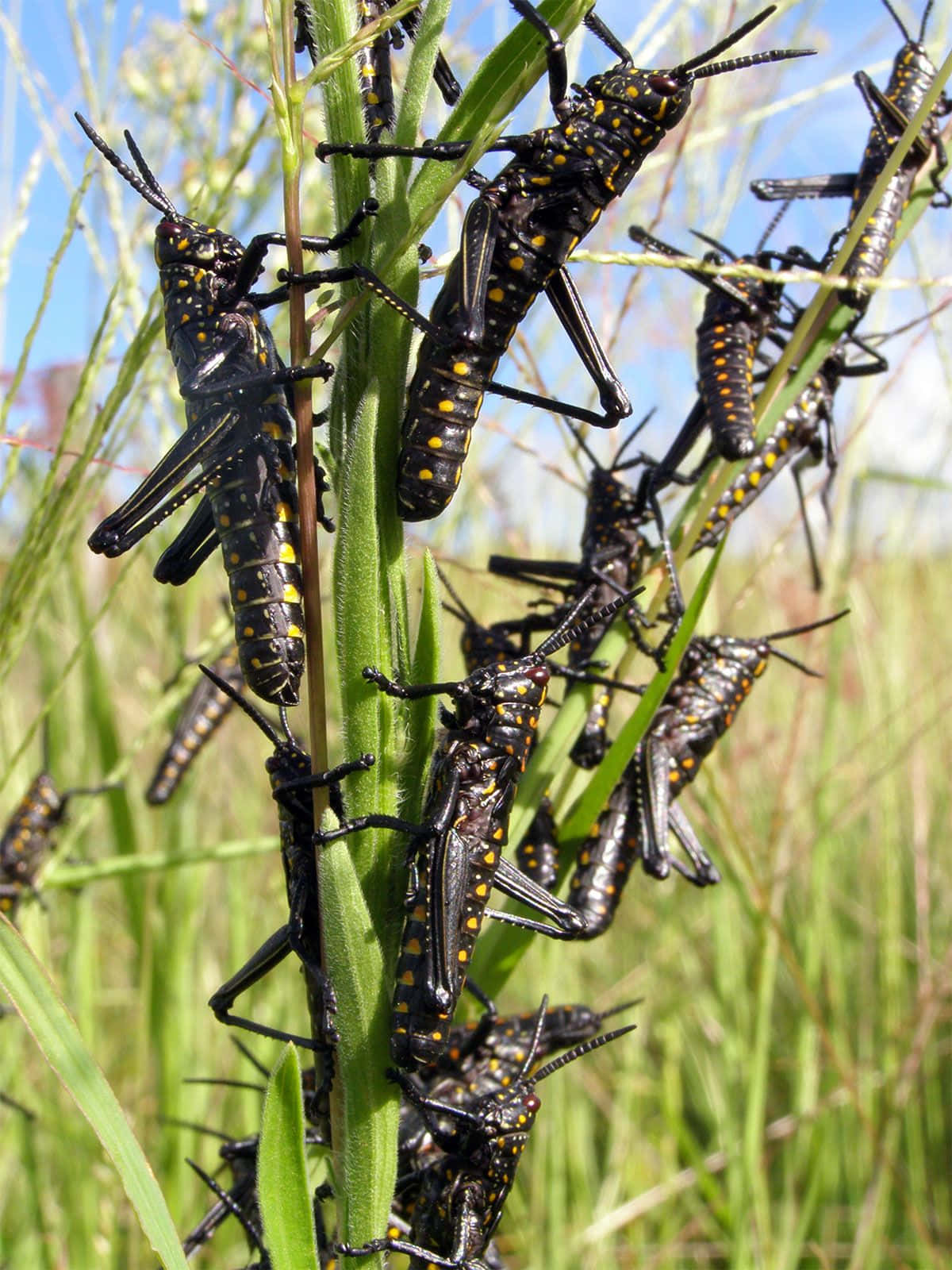 swarming locusts, plant stalk, black grasshoppers, HD Phone Wallpaper