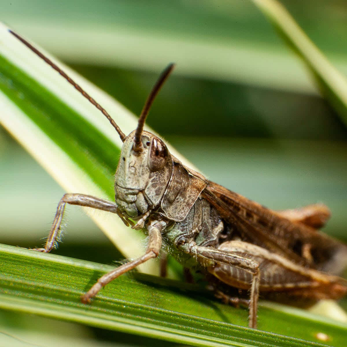 locuston leaf, brown grasshopper, vibrant green blade of grass, SD Desktop Wallpaper