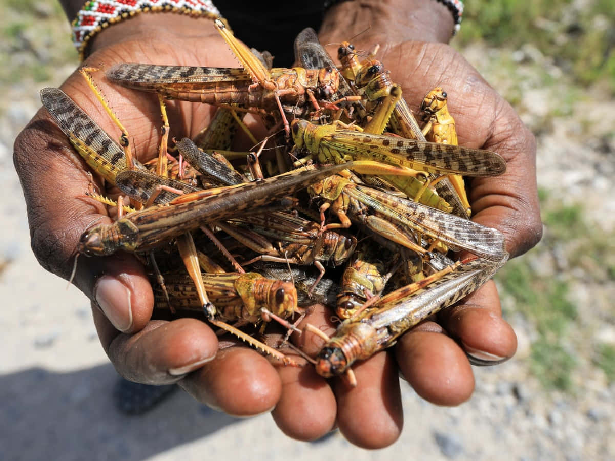 locust, yellow, brown, SD Desktop Wallpaper