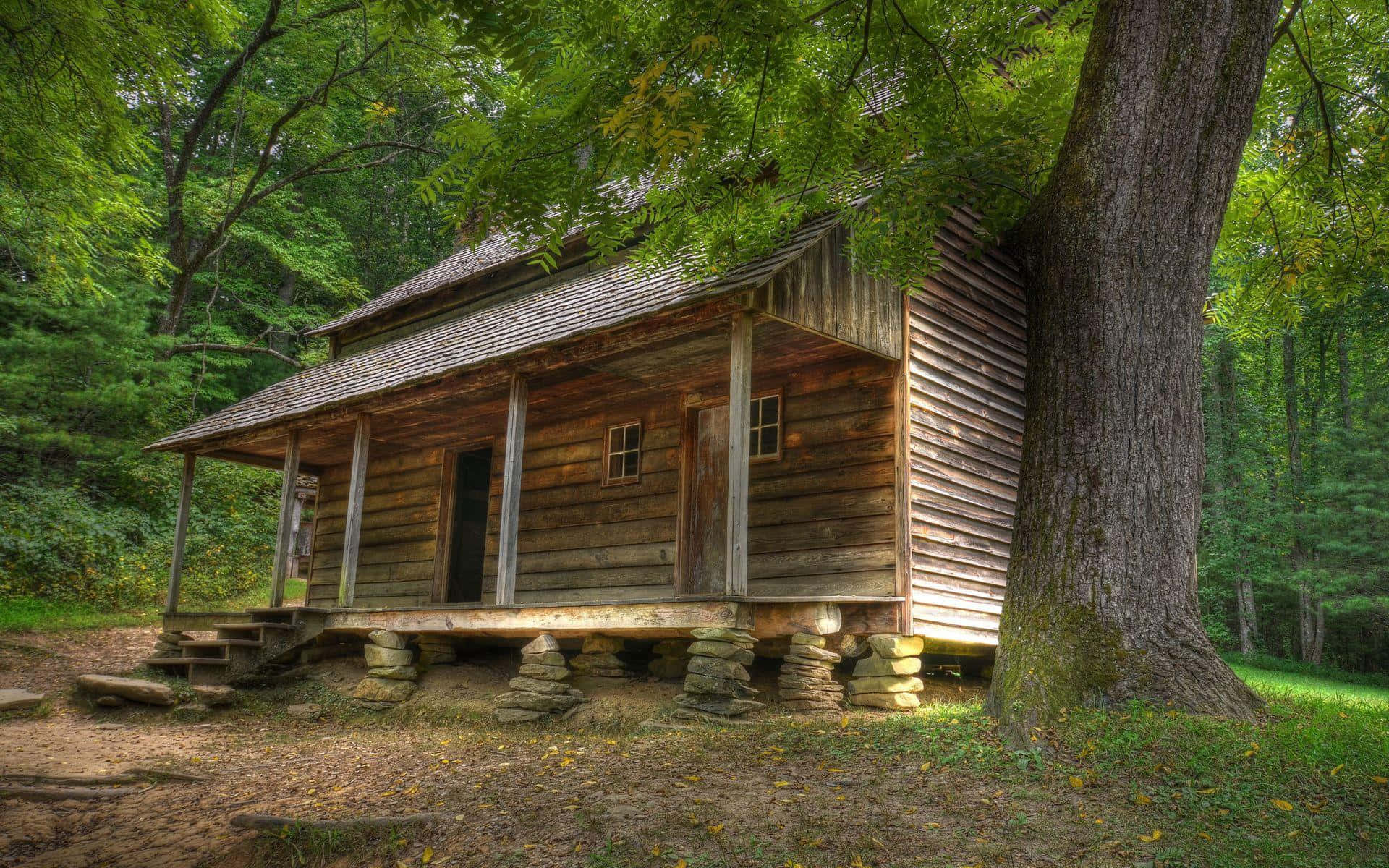 rustic log cabin, woods, giant tree, Full HD Desktop Wallpaper