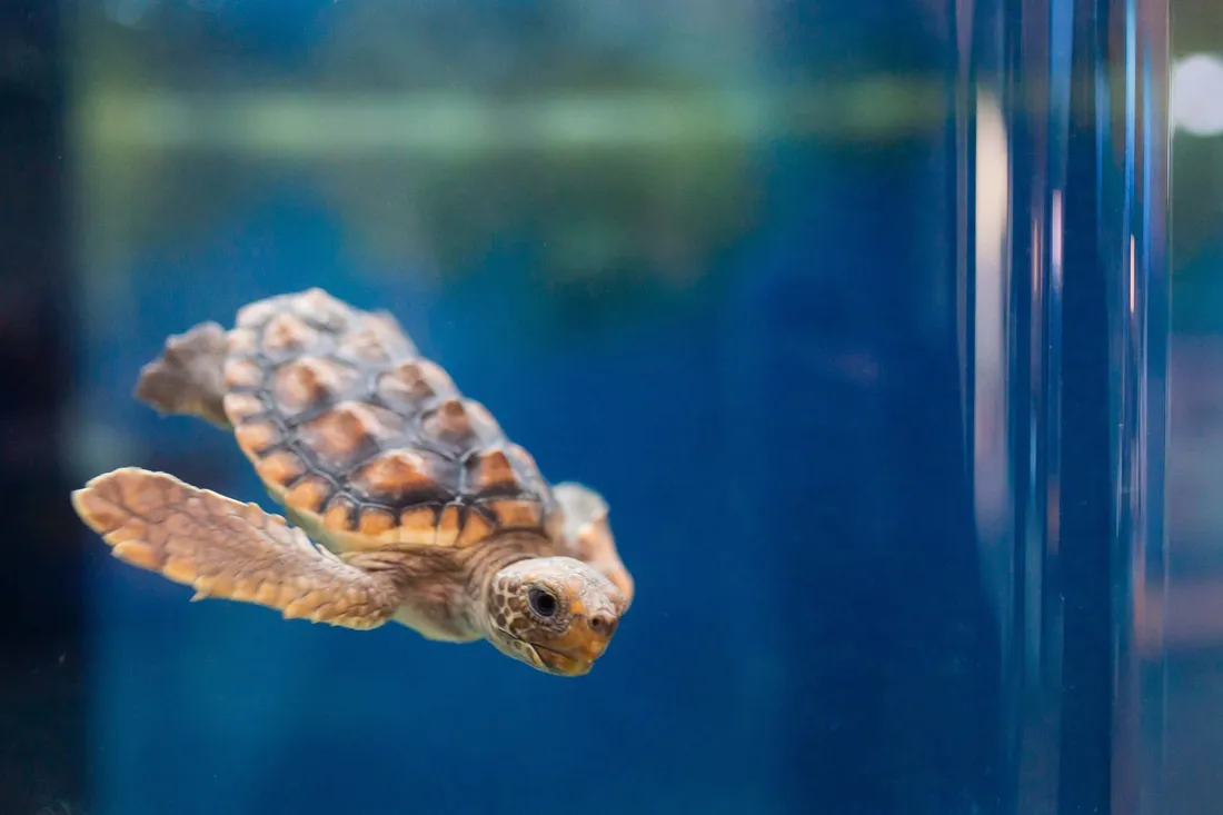 Loggerhead Sea Turtle