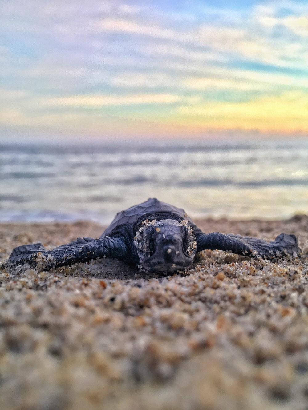 black sea turtle, seashore, sunset, HD Phone Wallpaper