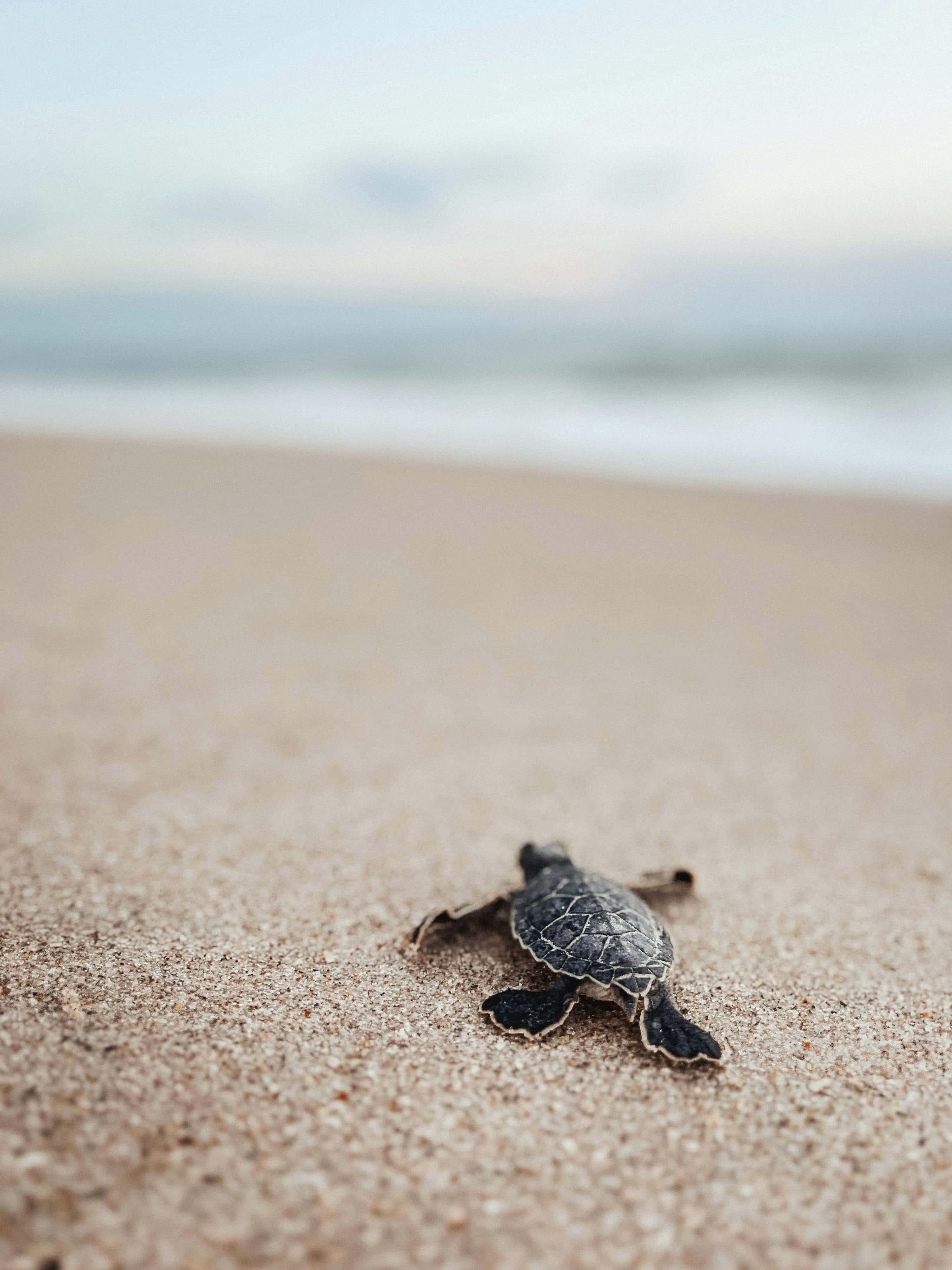 baby turtle, wet sand, ocean, 4K Phone Wallpaper