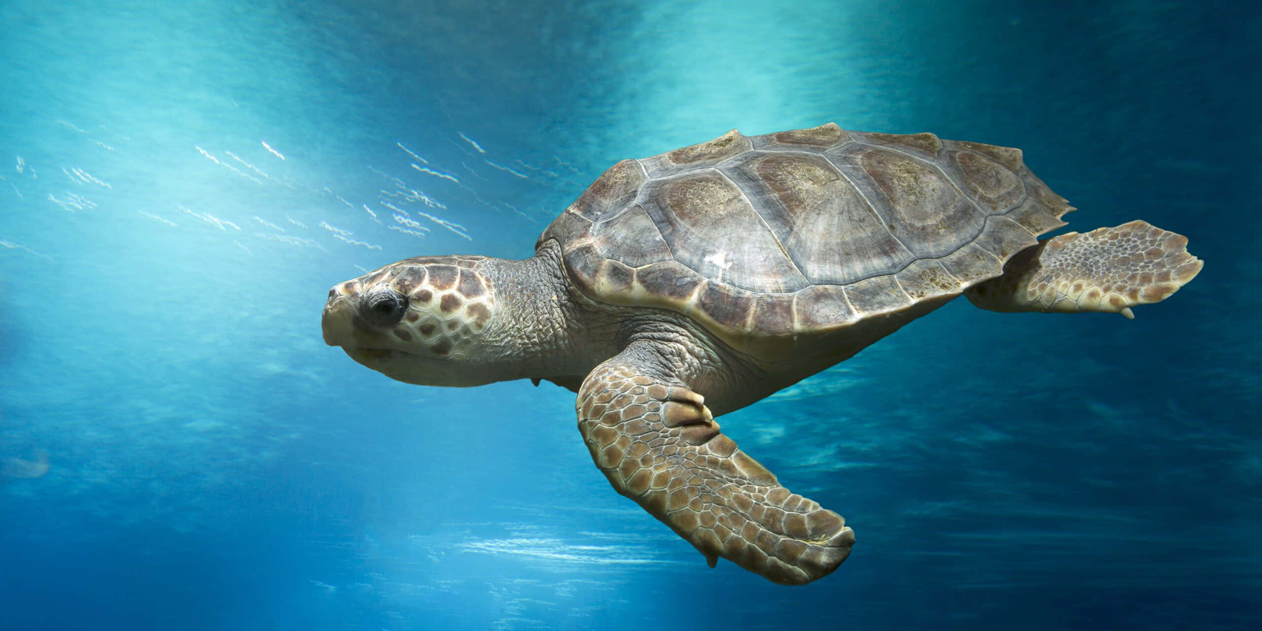 loggerhead sea turtle, sunlit turquoise waters, rays of light filtering from above, 2K Desktop Wallpaper