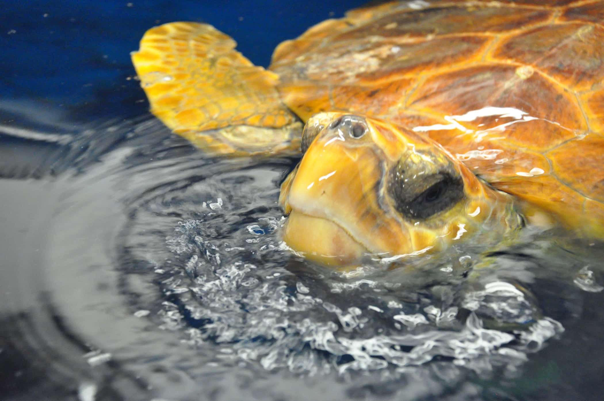 loggerhead sea turtle, yellowish, dark water, Full HD Desktop Wallpaper