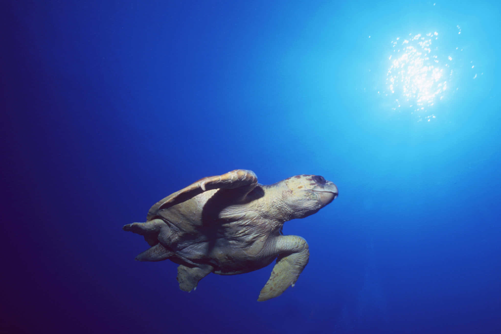 Loggerhead Sea Turtle, sunlit dive, deep blue ocean water, Full HD Desktop Wallpaper