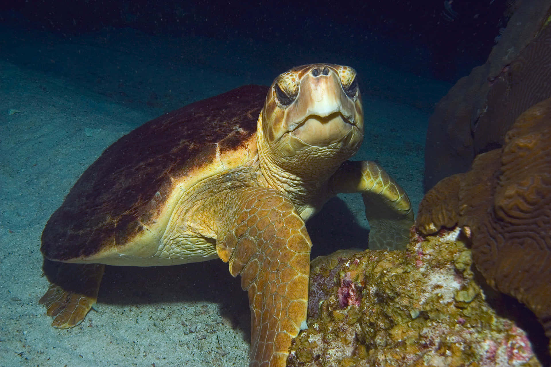 Loggerhead Sea Turtle, brown shell, textured skin, Full HD Desktop Wallpaper