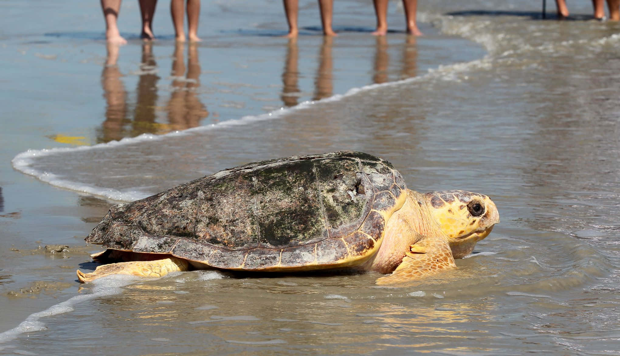 Loggerhead Sea Turtle, sandy beach, shallow ocean water, Full HD Desktop Wallpaper