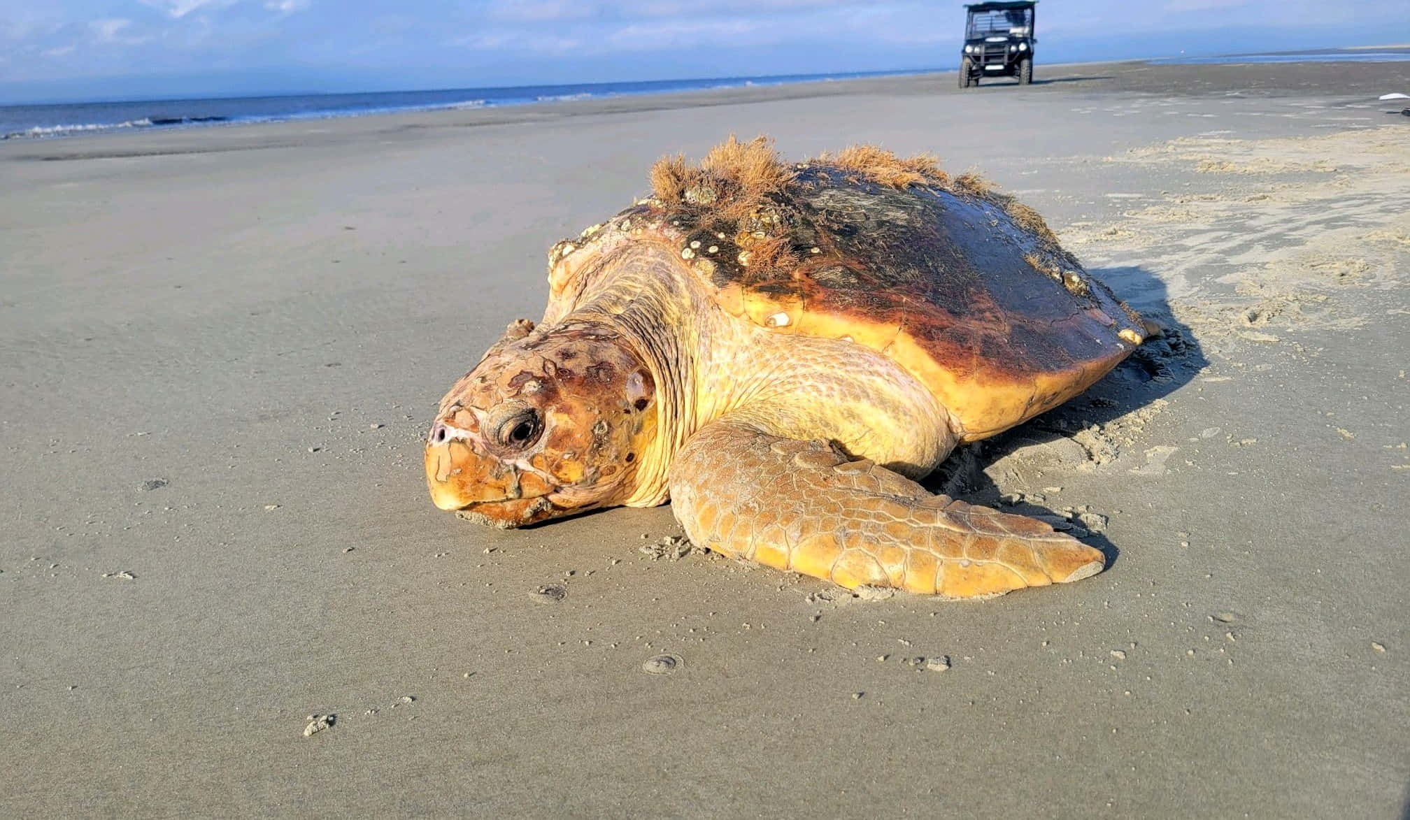 Loggerhead Sea Turtle, wet sand, ocean waves, Full HD Desktop Wallpaper