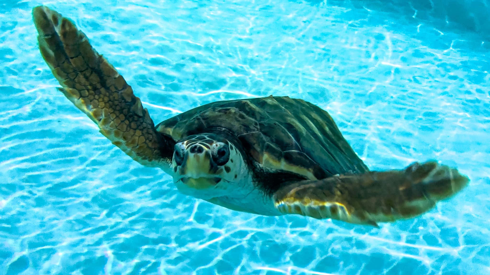 Loggerhead Sea Turtle, turquoise water, sunlight rippling, Full HD Desktop Wallpaper