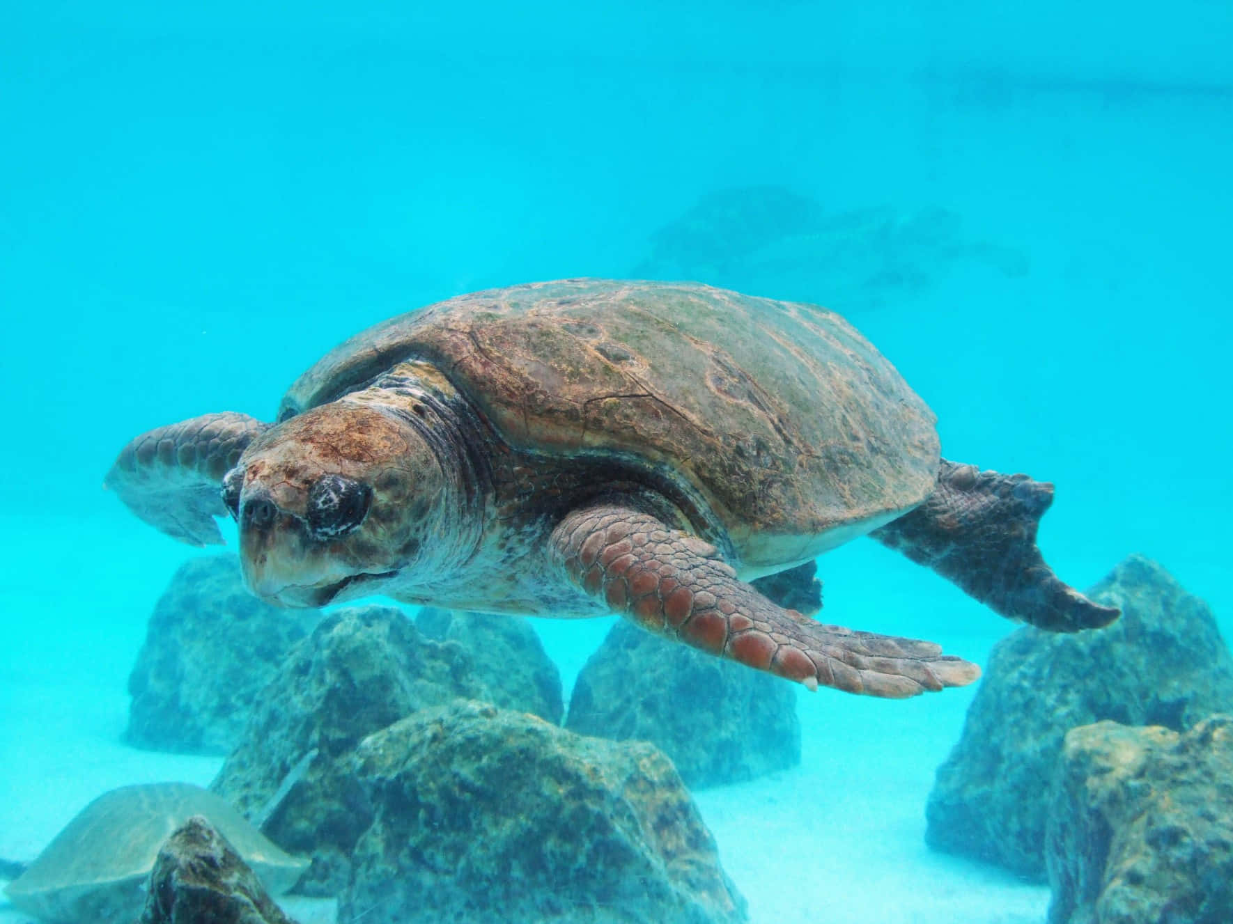 loggerhead sea turtle, crystal clear turquoise water, rocky ocean floor, HD Desktop Wallpaper