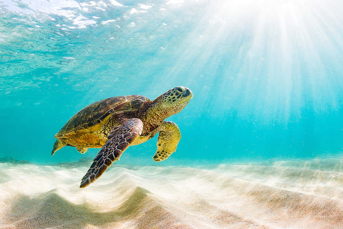 green sea turtle, sandy ocean floor, sunbeams, SD Desktop Wallpaper