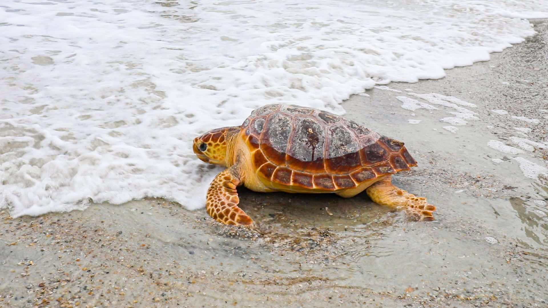loggerhead sea turtle, ocean, wet sand, Full HD Desktop Wallpaper