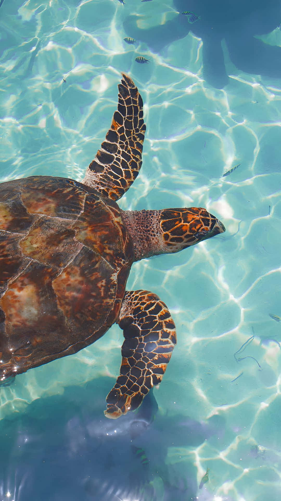 sea turtle, sunlit turquoise water, fish, Full HD Phone Wallpaper