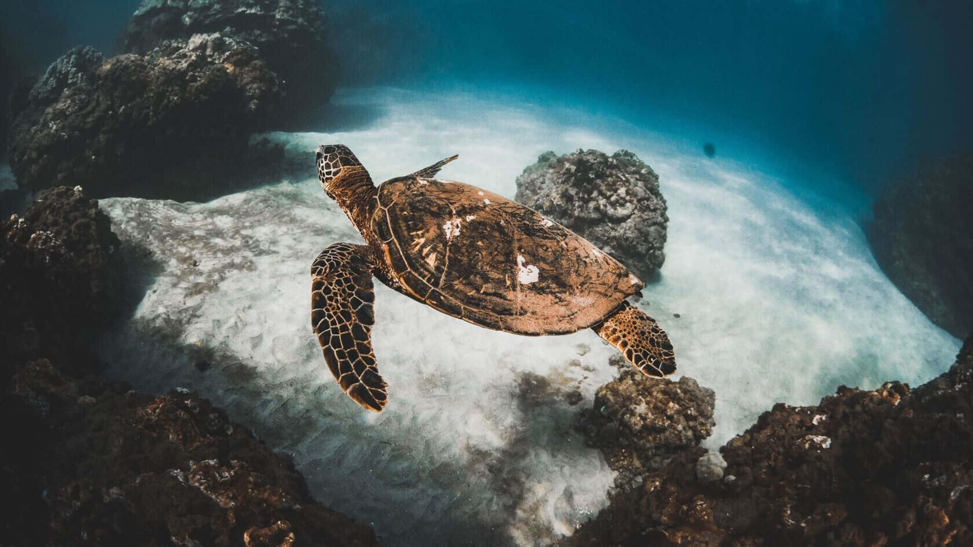 sea turtle, sandy ocean floor, sunlit, Full HD Desktop Wallpaper