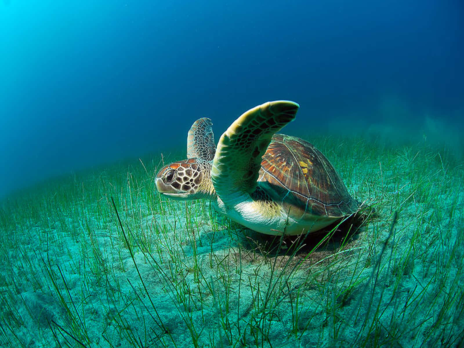 loggerhead sea turtle, seagrass, turquoise ocean water, HD Desktop Wallpaper