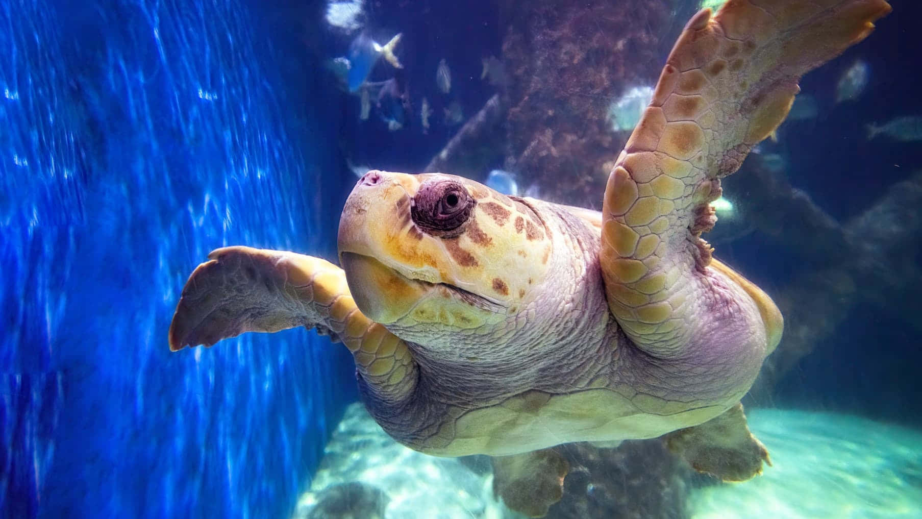 Loggerhead Sea Turtle, vibrant blue water, sunlight filtering down, HD Desktop Wallpaper