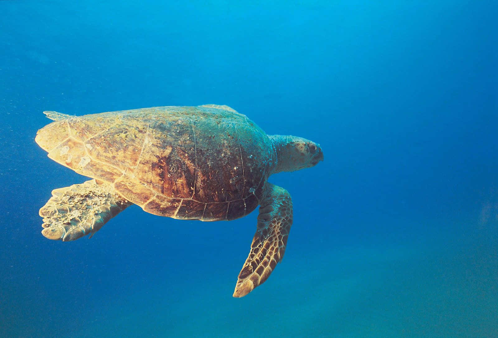 loggerhead sea turtle, clear blue ocean water, sunlight filtering, HD Desktop Wallpaper