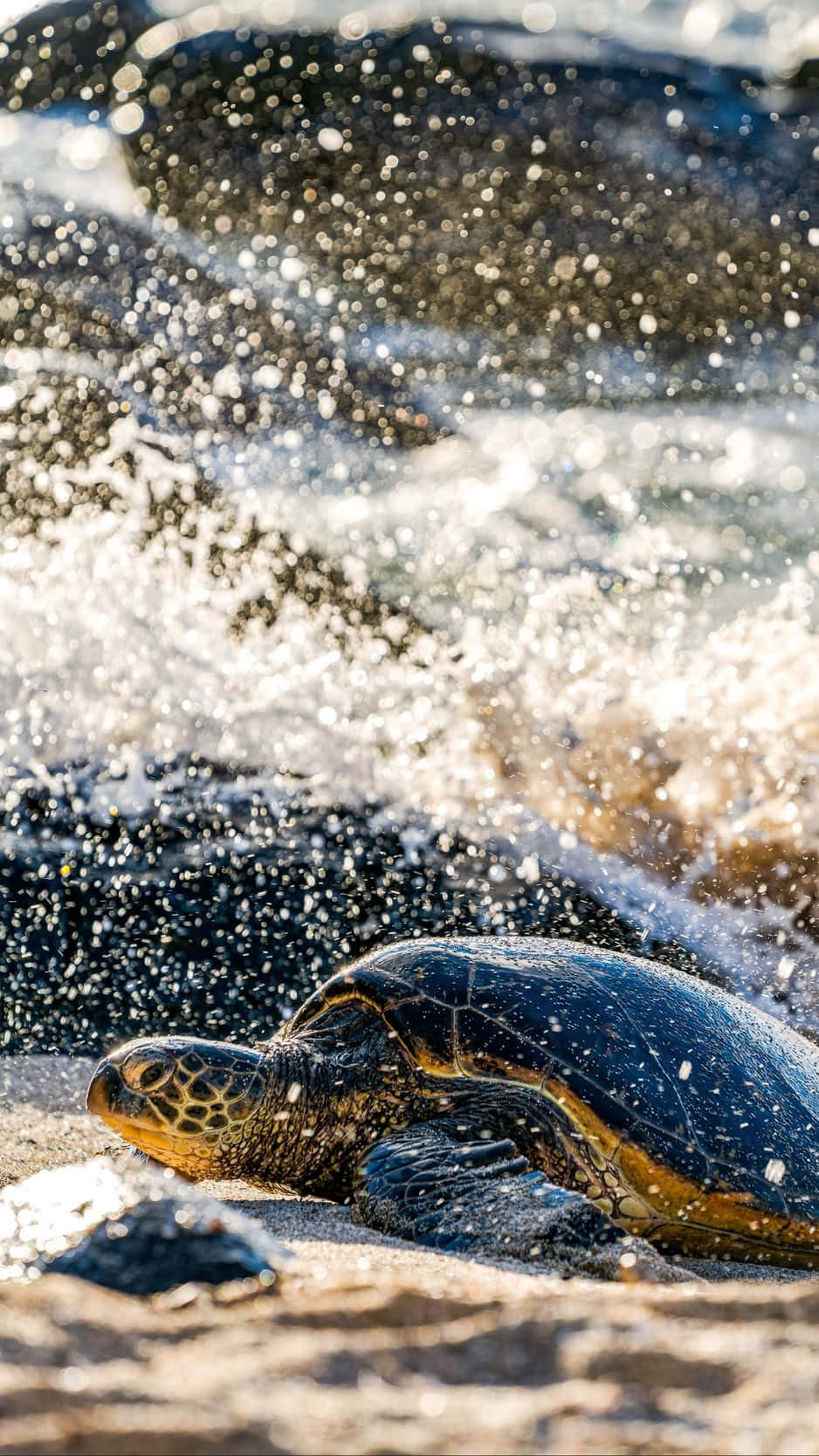 sea turtle, sandy shore, sunlit waves, HD Phone Wallpaper