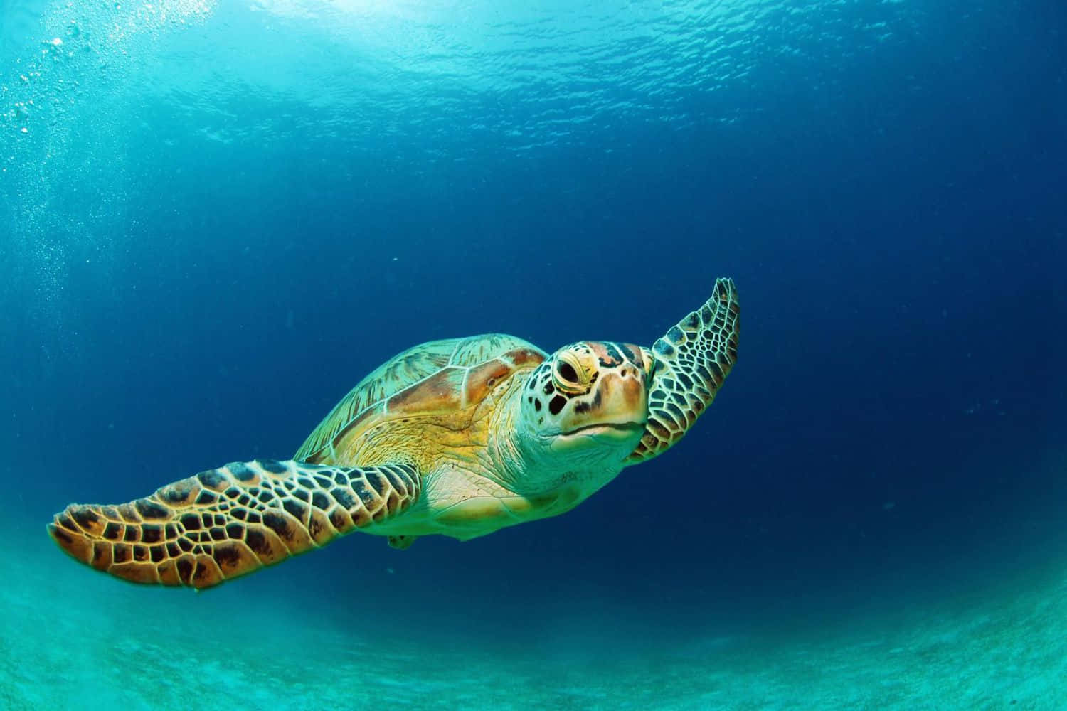 loggerhead sea turtle, clear turquoise waters, sunlight filtering from above, HD Desktop Wallpaper