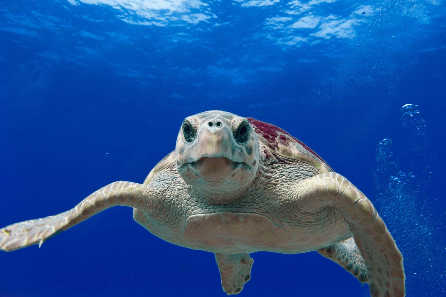 Loggerhead Sea Turtle, clear blue ocean water, sunlight filtering from above, HD Desktop Wallpaper