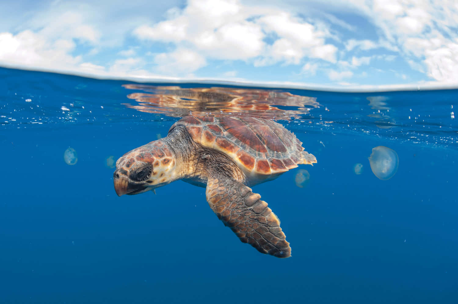 Loggerhead Sea Turtle, bright blue sky, fluffy white clouds, HD Desktop Wallpaper
