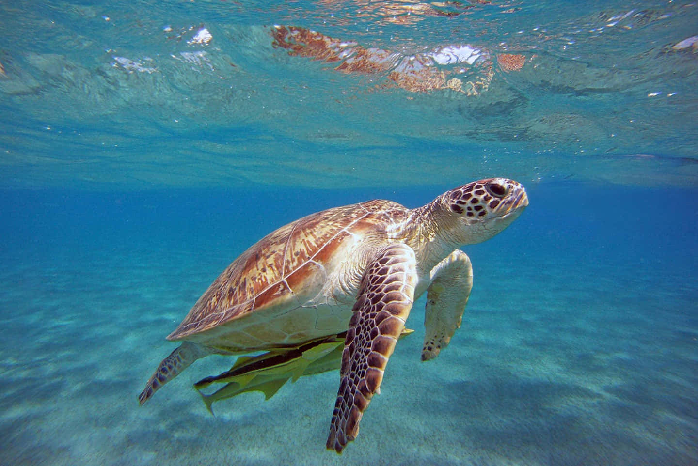 loggerhead sea turtle, clear turquoise water, sandy ocean floor, HD Desktop Wallpaper