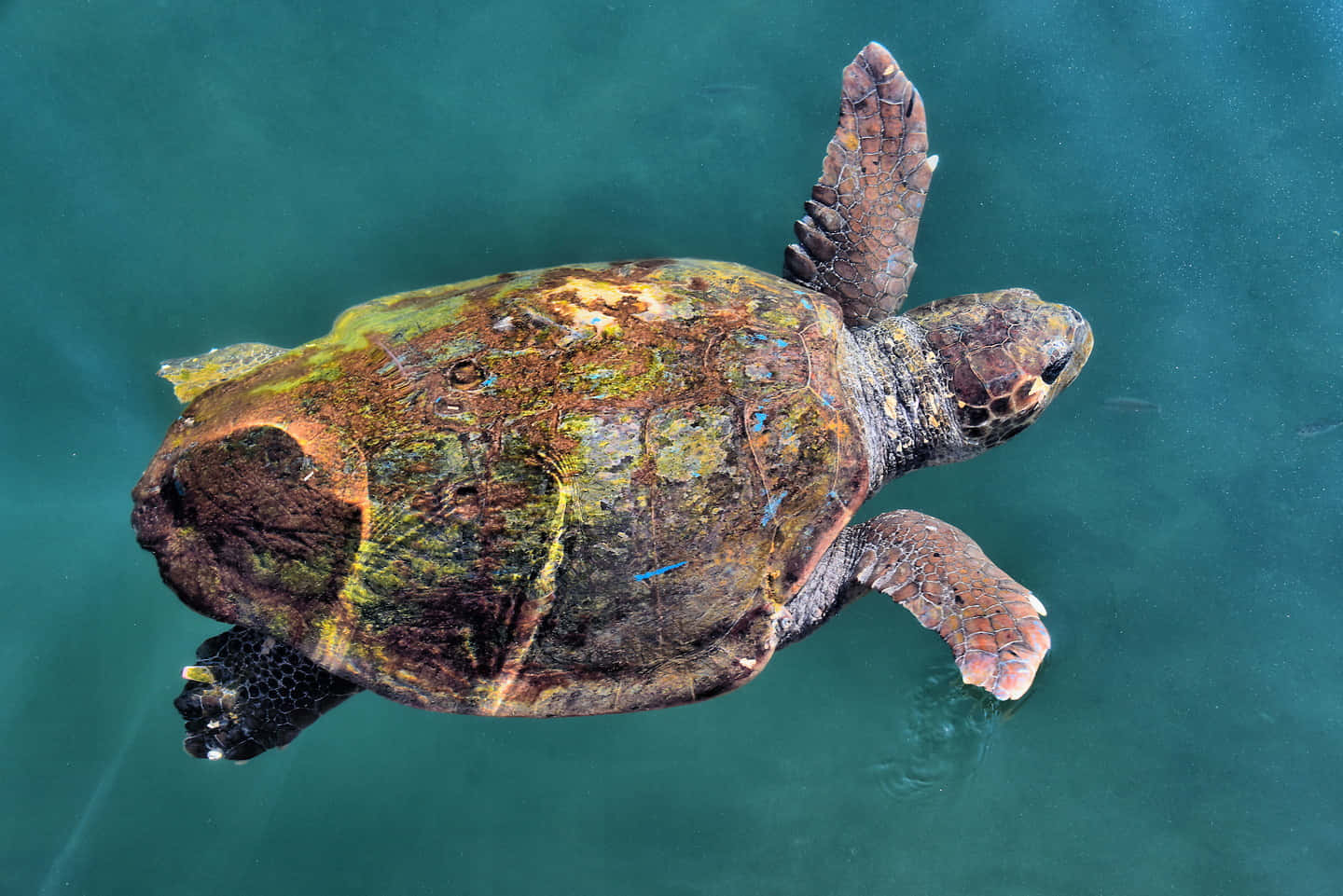loggerhead sea turtle, mottled brown green shell, clear turquoise water, HD Desktop Wallpaper