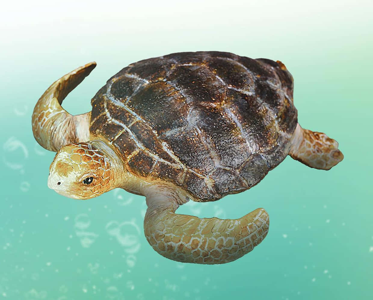 loggerhead sea turtle, turquoise water, bubbles, SD Desktop Wallpaper
